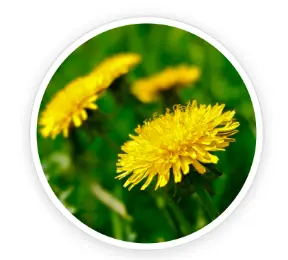 Dandelion