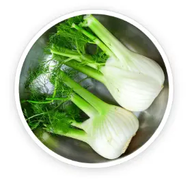 Fennel