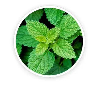Lemon Balm